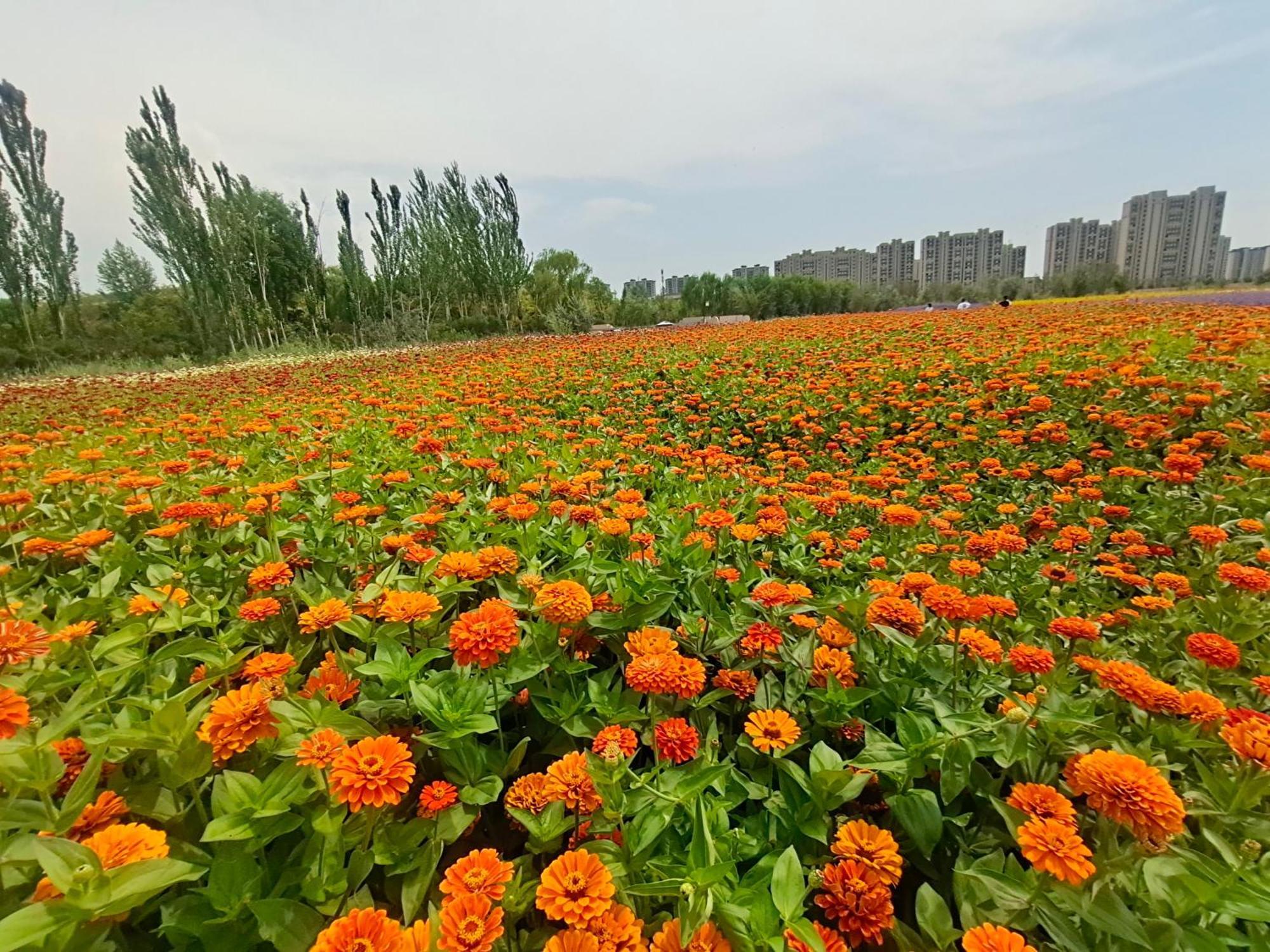 Primus Hotel Yinchuan Exterior foto